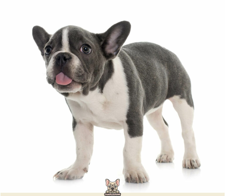 Bouledogue Français Bleu/Gris Présentation, Prix, Particularités Charloudini