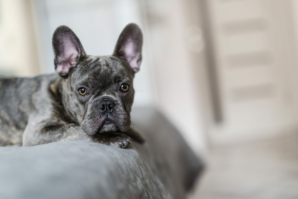 Bouledogue Français Bleu/Gris Présentation, Prix, Particularités Charloudini