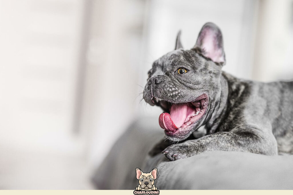 Bouledogue Français Bleu/Gris Présentation, Prix, Particularités Charloudini