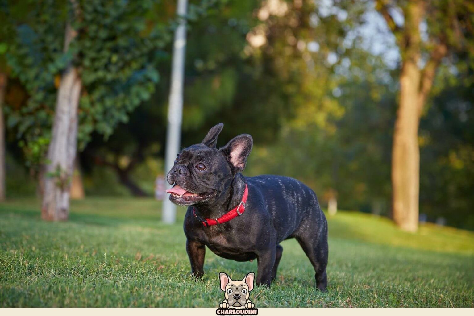 Bouledogue Fran ais Bring Pr sentation Prix Particularit s 