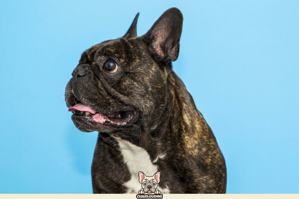 Bouledogue Français bringé Présentation, Prix, Particularités Charloudini