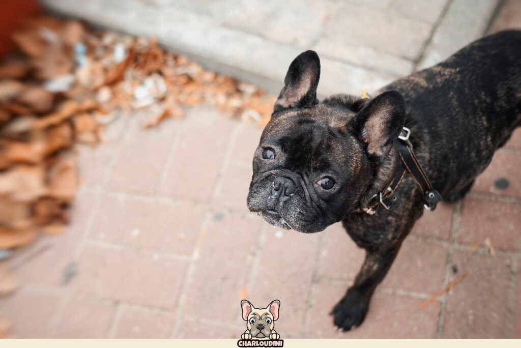Bouledogue Français bringé : Présentation, Prix, Particularités ...