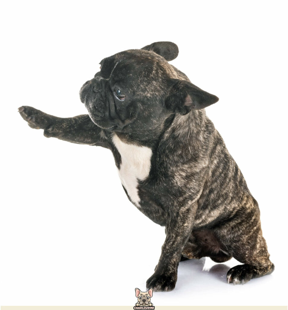 Bouledogue Français bringé : Présentation, Prix, Particularités ...