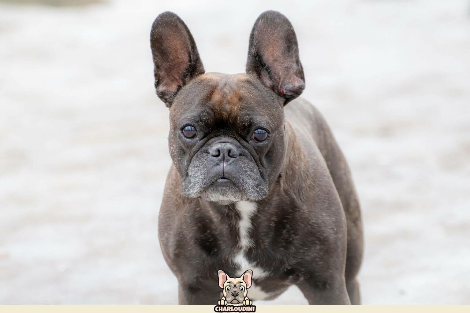 Bouledogue Français bringé : Présentation, Prix, Particularités ...