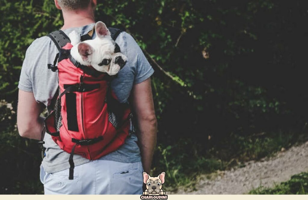 Le Bouledogue Bag main image 1