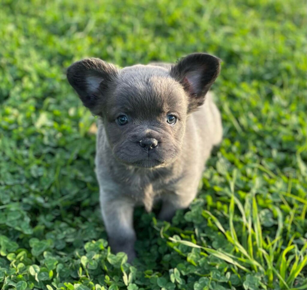Bouledogue Français Fluffy (Poils Longs) Prix et Origine