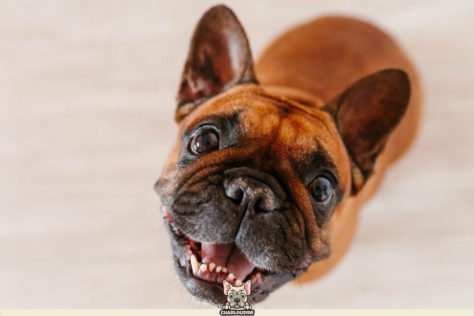 Espérance de vie du Bouledogue Français Durée de vie et âge moyen