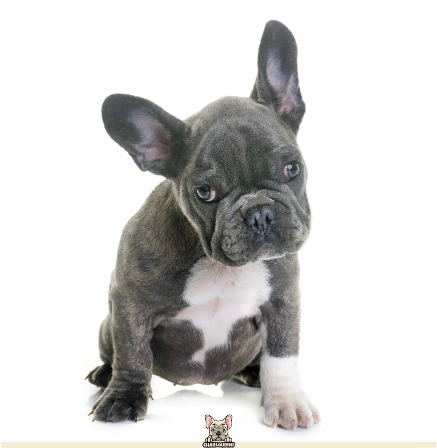 Bouledogue Français Bleu/Gris Présentation, Prix, Particularités Charloudini