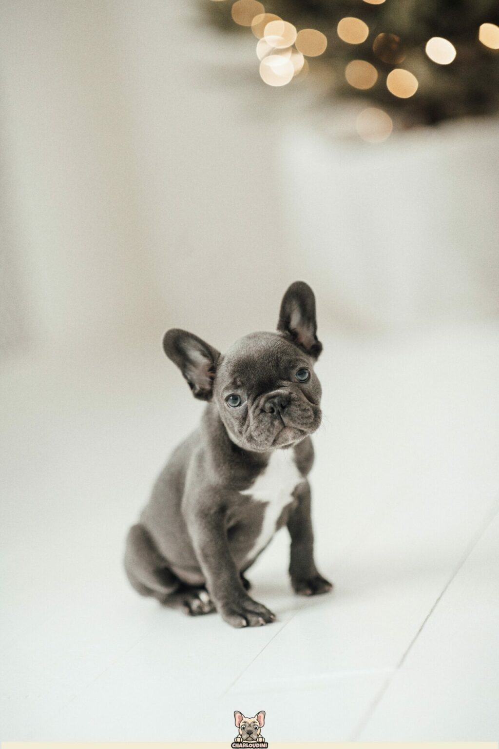 Bouledogue Francais Gris Bleu