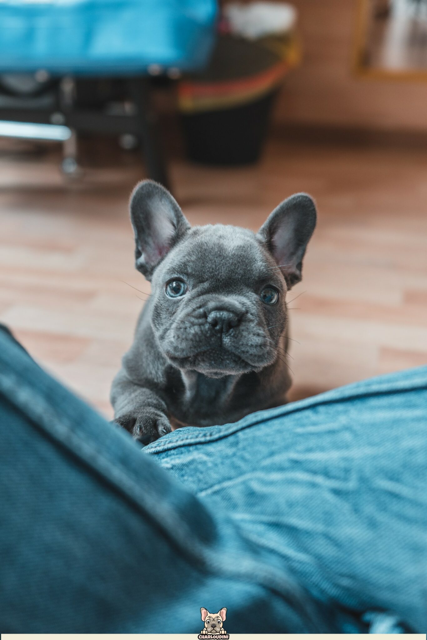 Bouledogue Français Bleu/Gris Présentation, Prix, Particularités Charloudini