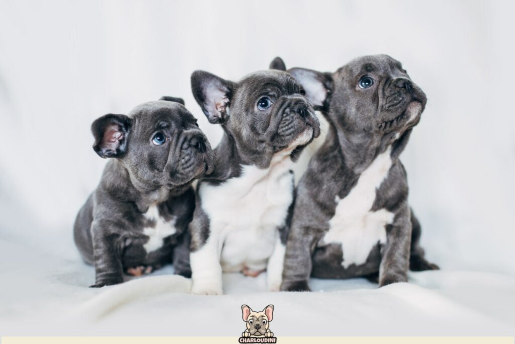 Bouledogue Français Bleu/Gris Présentation, Prix, Particularités Charloudini