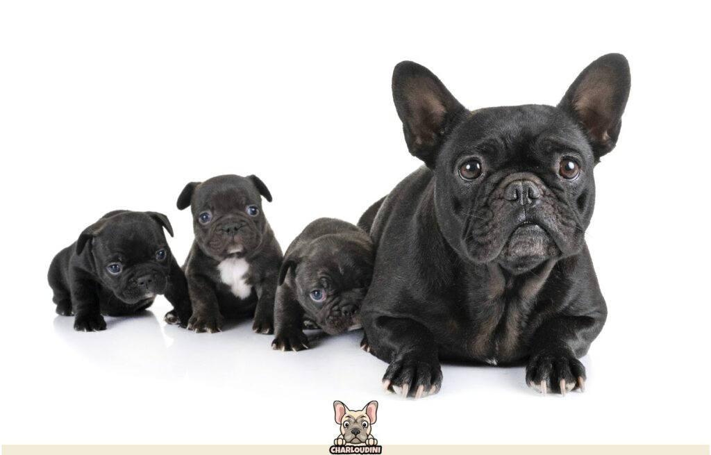 Famille Sylvanians French Bulldogs - Figurines Calico Critters, Collection Animaux En Porcelaine