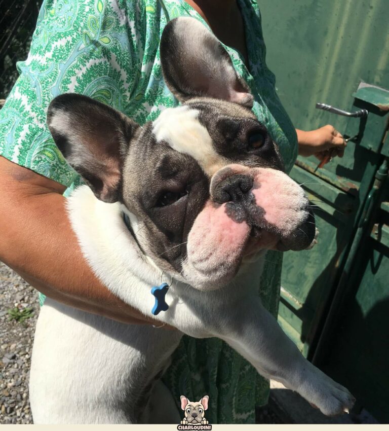 Sitemapcdatahttpsshopinf Inetcommanteau Bouledogue Francais