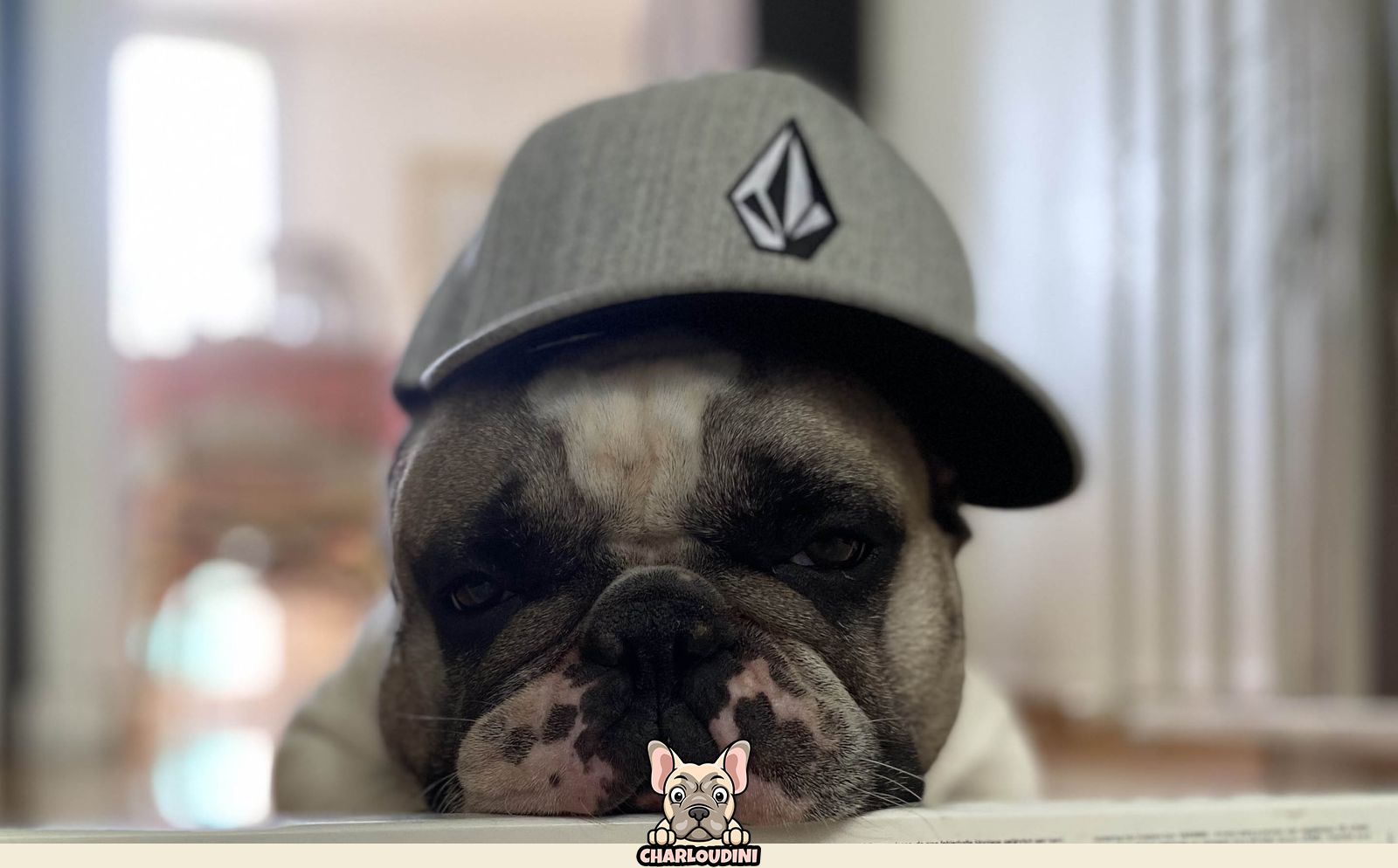 oudini bouledogue francais casquette volcom grise