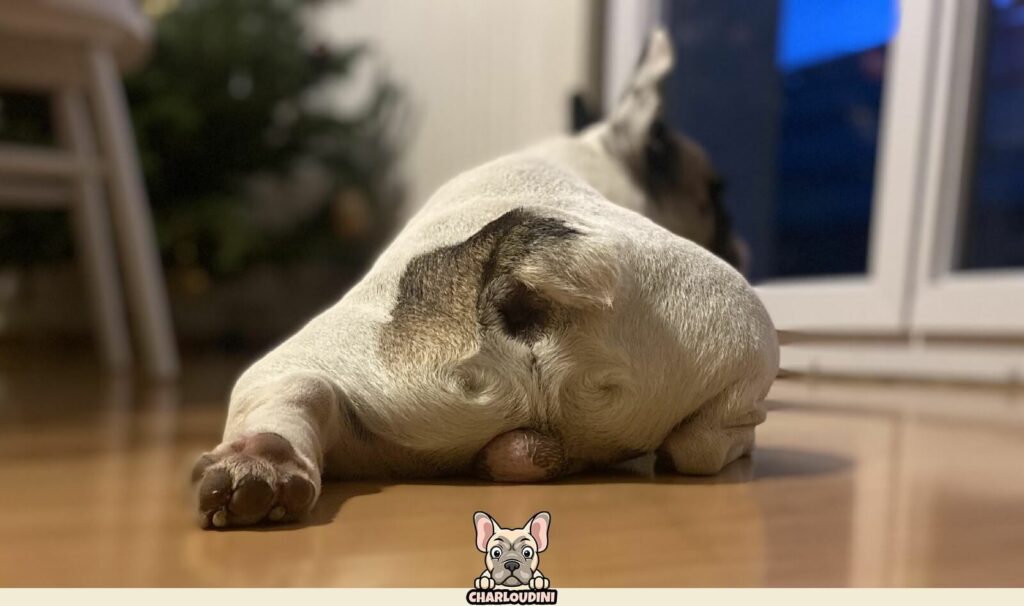 Bouchon De Vin Bouledogue Français LKKCHER - Cadeau Homme Papa Amateurs De Chiens Argent Foncé