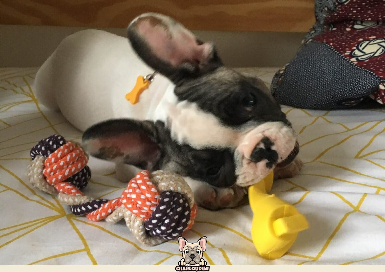 Paire de broches pour Chaussons - Bouledogue français