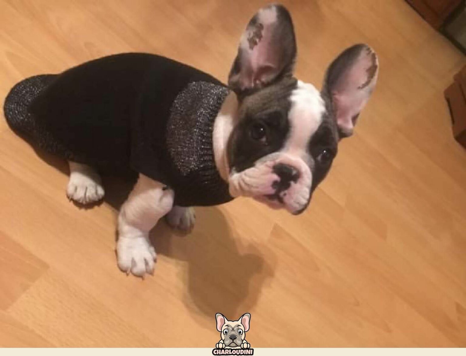 60 accessoires pour Bouledogues Fran?�ais - Charloudini